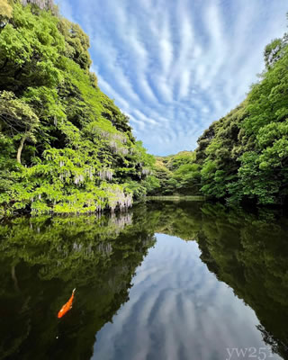 妙青寺寺堤を彩る藤と錦鯉