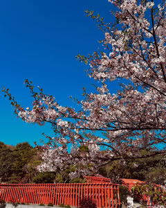 福徳稲荷神社の千本鳥居と桜